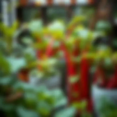 Magnificent Cultivating Rhubarb in Pots: A Comprehensive Guide