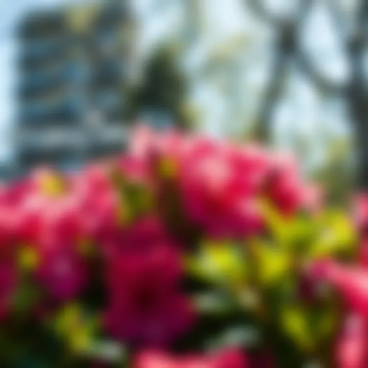 Magnificent Understanding the Sunlight Needs of Azaleas