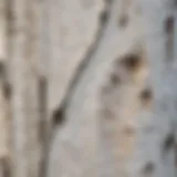 Close-up view of white clump birch tree bark showcasing its unique texture and coloration.