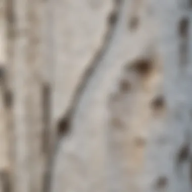 Close-up view of white clump birch tree bark showcasing its unique texture and coloration.