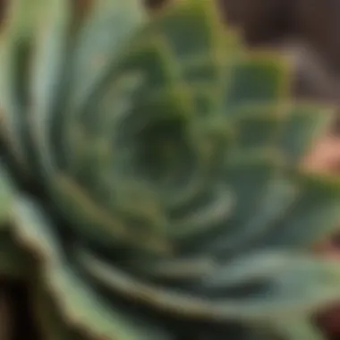 Close-up of succulent leaves showing signs of overwatering