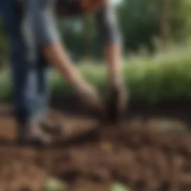 Application of Scott's Fertilizer Gardener applying fertilizer to soil