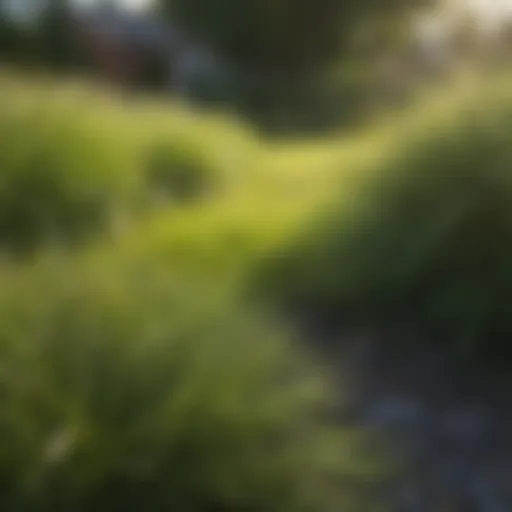 Vibrant fescue grass in a well-maintained lawn