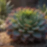 Vibrant succulents thriving in a dry garden landscape