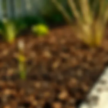 Best Mulch for Garden Beds: A Comprehensive Guide Introduction