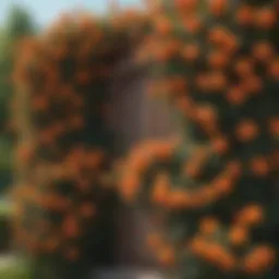 Vibrant orange climbing roses in full bloom against a trellis