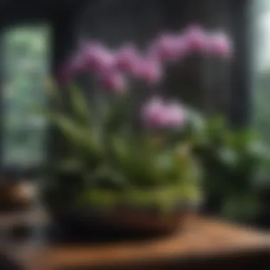 Indoor Garden with Orchids Indoor garden featuring various orchids and decorative elements.