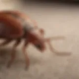 Close-up of a bedbug on fabric