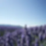 Serene lavender field under a clear blue sky