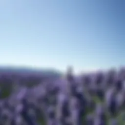 Serene lavender field under a clear blue sky