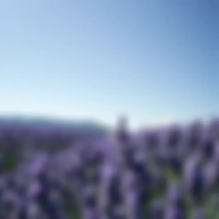 Serene lavender field under a clear blue sky