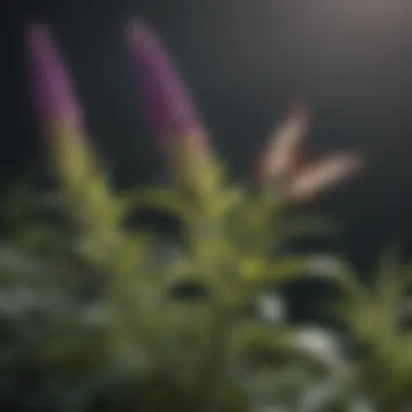 Close-up of butterfly bush growth stages