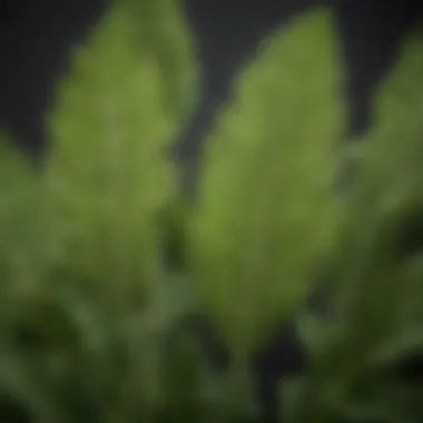 Close-up of horseradish leaves showcasing their texture