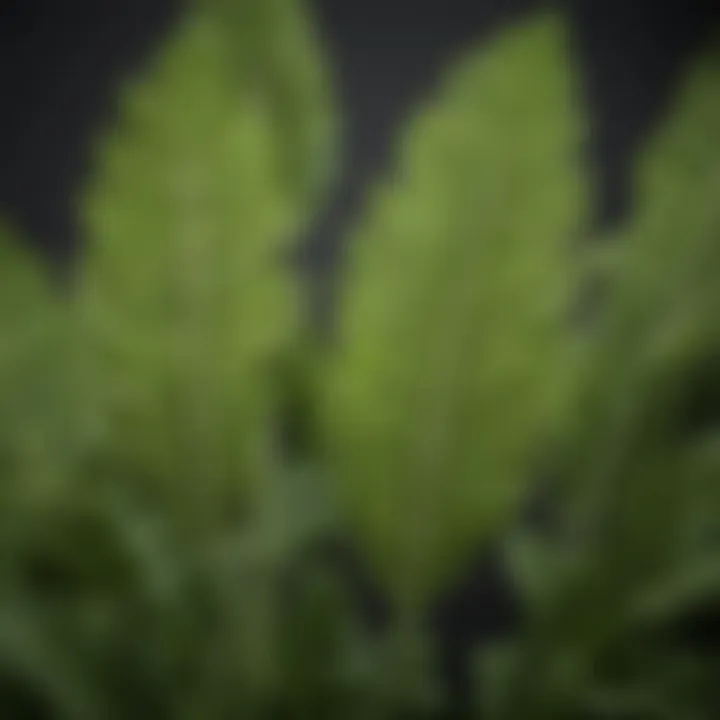 Close-up of horseradish leaves showcasing their texture