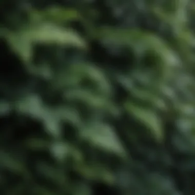 Close-up of foliage from shade-tolerant plants.