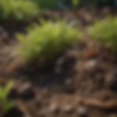 Grubs Infesting Lawn Soil and Causing Damage Grubs damaging lawn soil
