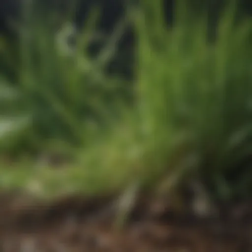 Close-up of healthy grass roots