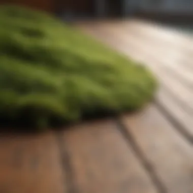 Close-up of moss growing on a wooden deck