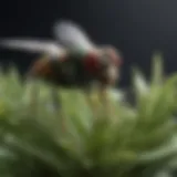 Close-up view of a plant infested with plant flies