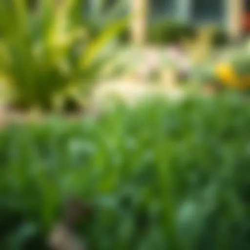 A lush garden with controlled grass growth