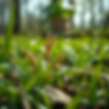 Natural Weed Suppression Techniques Natural weed suppression techniques in action