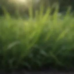 Close-up of lush green grass in spring