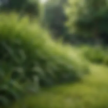 Different grass types in a vibrant lawn