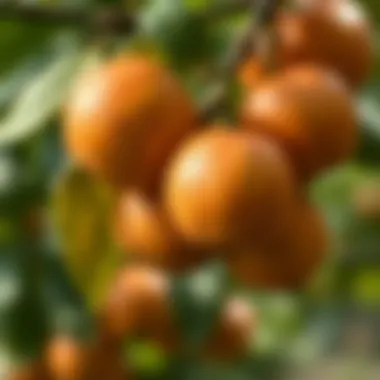 Nature's Bounty: Close-Up of Ripe Fruits Close-up of ripe fruits on a tree branch