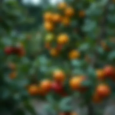 Diversity of Fruit Trees in Garden Design Diverse fruit trees in a garden landscape