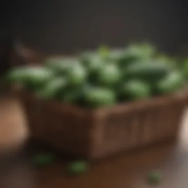 Healthy cucumber harvest displayed in a basket