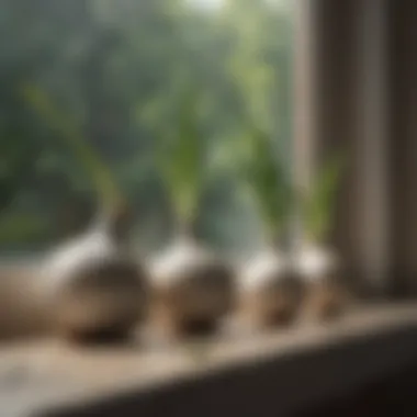 Garlic bulbs thriving in a sunny windowsill