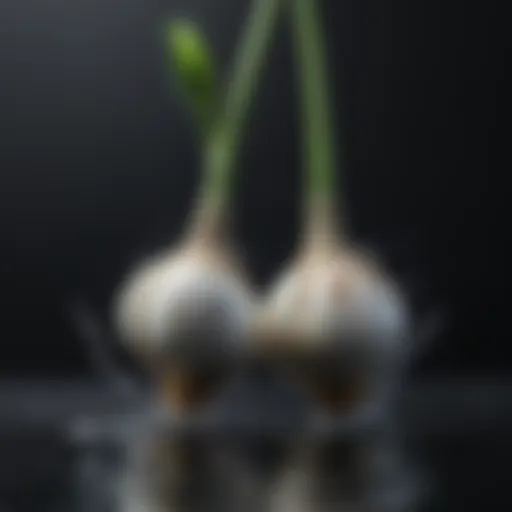 Vibrant garlic shoots emerging from water