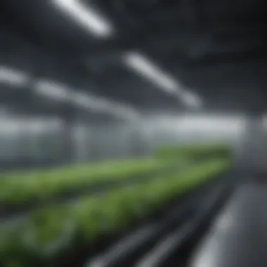 Hydroponic System for Lettuce Cultivation Hydroponic system used for lettuce cultivation