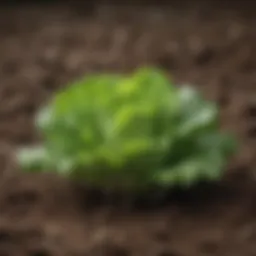 Lettuce thriving in rich, well-drained soil