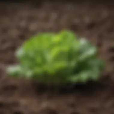Lettuce Thriving in Rich Soil Lettuce thriving in rich, well-drained soil
