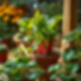 Cultivating Rhubarb in Pots: A Comprehensive Guide Introduction