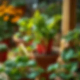 Cultivating Rhubarb in Pots: A Comprehensive Guide Introduction