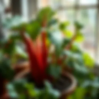 Cultivating Rhubarb in Pots: A Comprehensive Guide Summary Cultivating Rhubarb in Pots: A Comprehensive Guide Summary