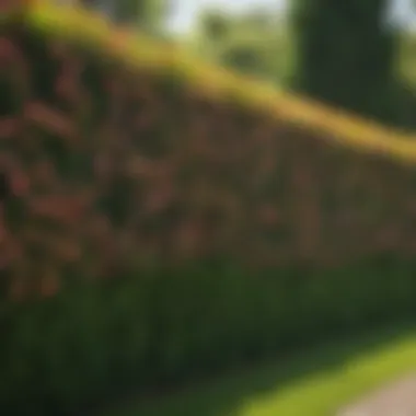 Colorful flowering hedge enhancing garden aesthetics