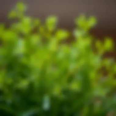 The Intricate Texture of Dill Foliage Close-up of dill leaves showcasing their texture