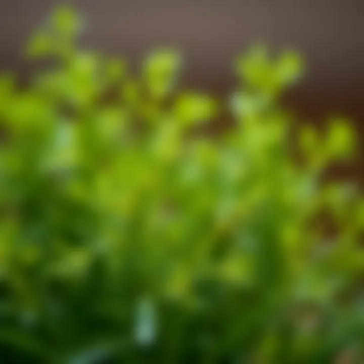 The Intricate Texture of Dill Foliage Close-up of dill leaves showcasing their texture