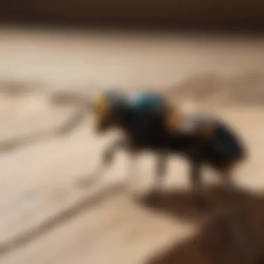 Close-up of carpenter bee on wood