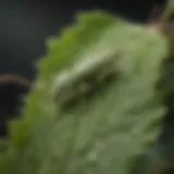 A close-up view of aphids on a leaf