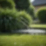 A lush green lawn showing signs of excess water pooling.