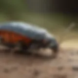 Detailed view of common household bugs