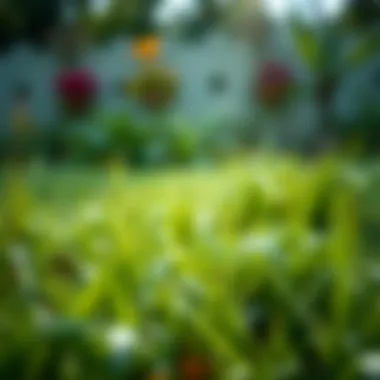 Eco-friendly weed control methods highlighted in a garden