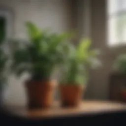 A close-up of gnats hovering around a houseplant