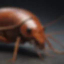 Detailed anatomy of a cockroach highlighting its features.