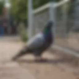 A well-designed physical barrier that effectively deters pigeons