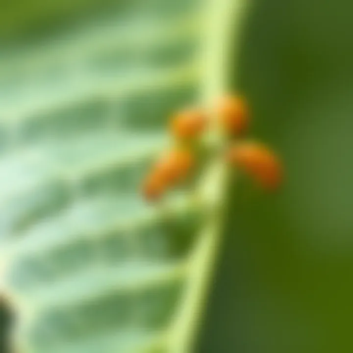 Close-up view of aphids on a green leaf